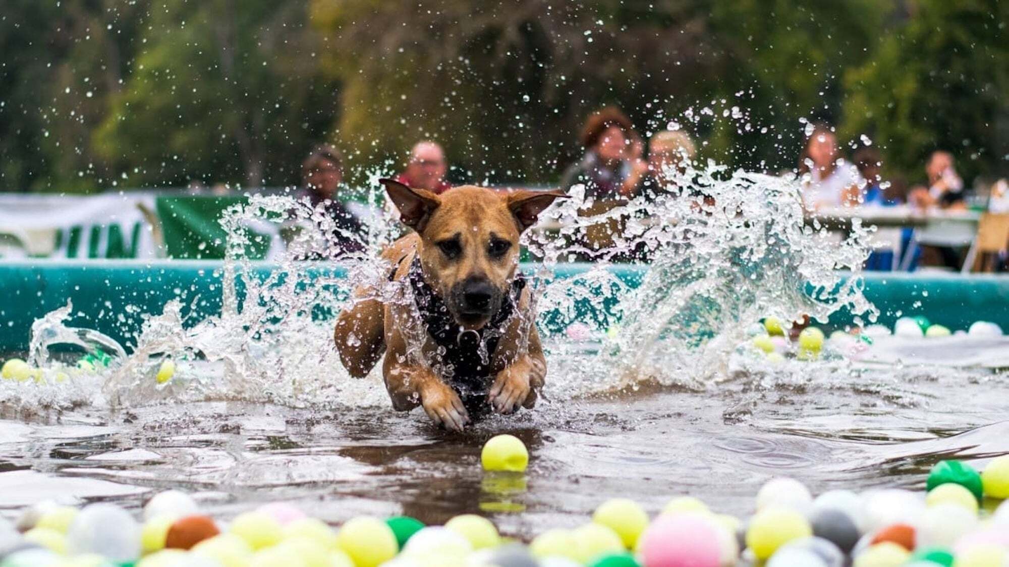 Woofest 2026